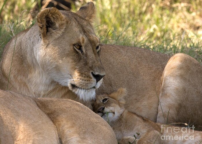 Lion Cub Greeting Card featuring the photograph Lion and Cub by Chris Scroggins