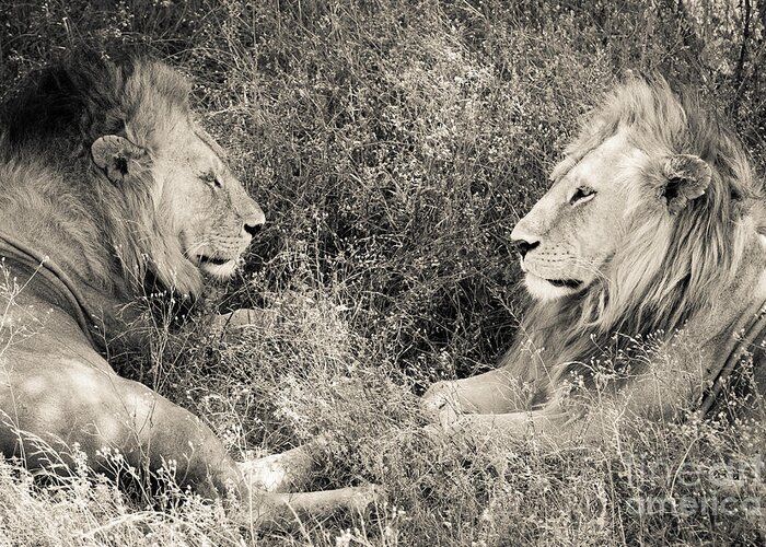 Lion Greeting Card featuring the photograph Lion Brothers by Chris Scroggins