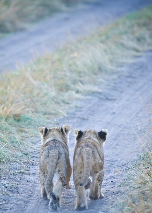 Kenya Greeting Card featuring the photograph Lion Cubs Walking Together In Masai Mara by Mehmed Zelkovic