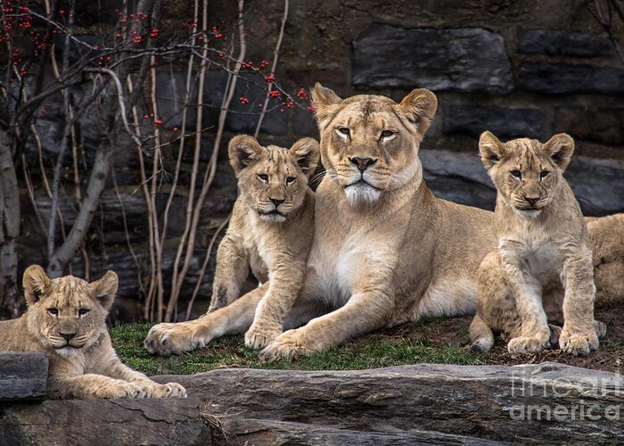 Lion Greeting Card featuring the photograph Lion Pride by David Rucker
