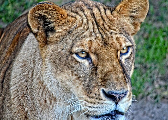 Lioness Greeting Card featuring the photograph Lioness Deep in Thought HDR by Maggy Marsh
