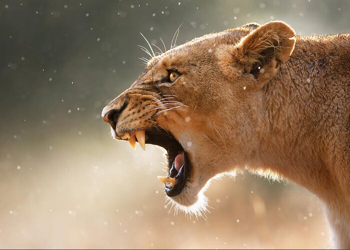 Lion Greeting Card featuring the photograph Lioness displaying dangerous teeth in a rainstorm by Johan Swanepoel
