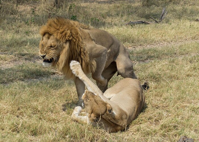 Photography Greeting Card featuring the photograph Lioness Taking Swipe At Male Lion by Panoramic Images