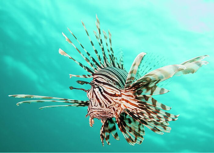 Underwater Greeting Card featuring the photograph Lionfish by Michele Westmorland