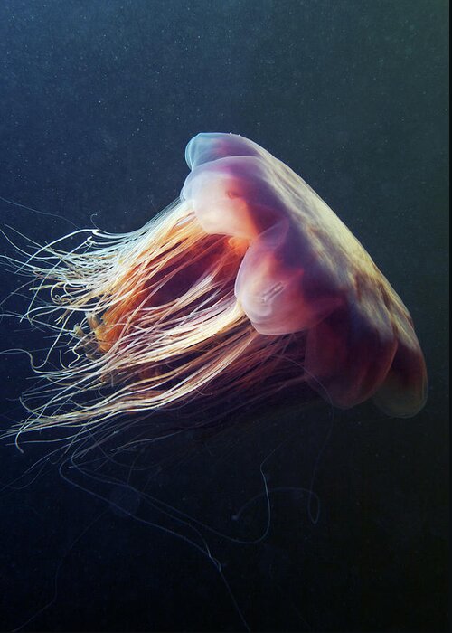 Tranquility Greeting Card featuring the photograph Lions Mane Jellyfish Cyanea Capillata by Cultura Rf/alexander Semenov