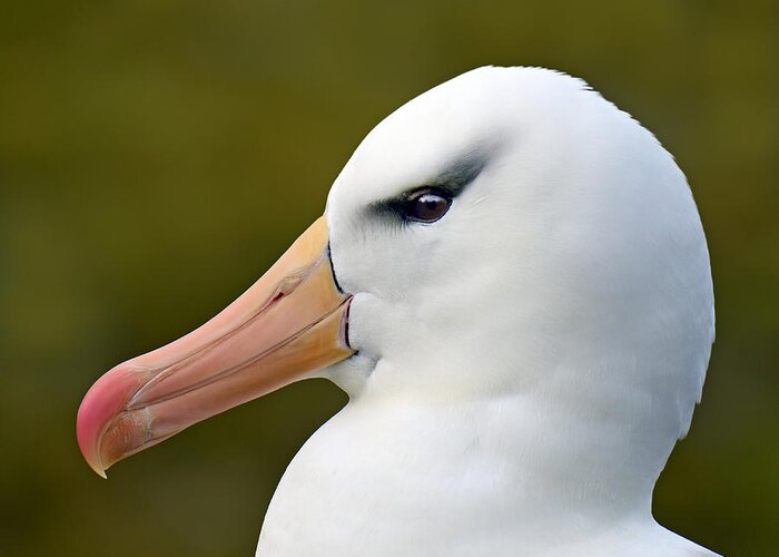 Black-browed Albatross Greeting Card featuring the photograph Lipstick and Mascara by Tony Beck