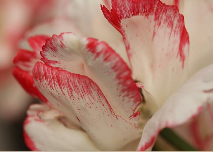 Tulip Greeting Card featuring the photograph Lipstick Flush by Connie Handscomb