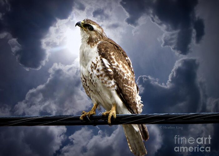 Hawk Greeting Card featuring the photograph Listening to Gaia by Heather King