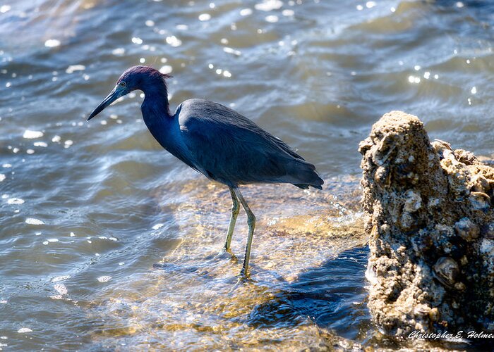 Christopher Holmes Photography Greeting Card featuring the photograph Little Blue Heron by Christopher Holmes
