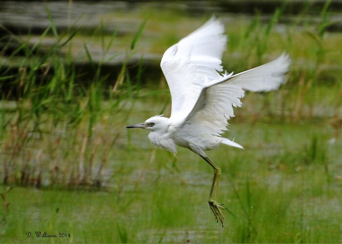 Little Blue Heron Greeting Card featuring the photograph Little Blue Heron in flight by Dan Williams