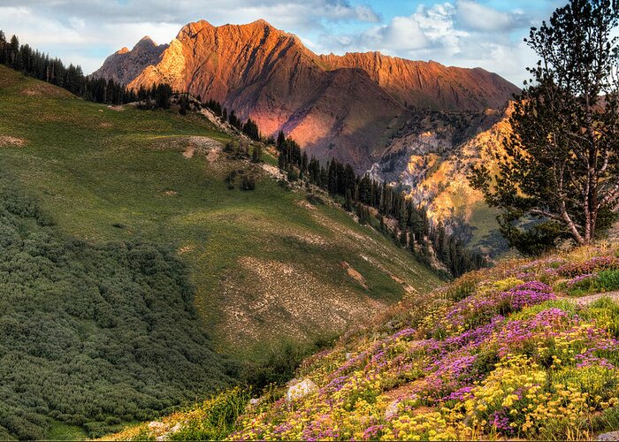 Wasatch Greeting Card featuring the photograph Little Cottonwood Canyon near Alta Utah by Douglas Pulsipher