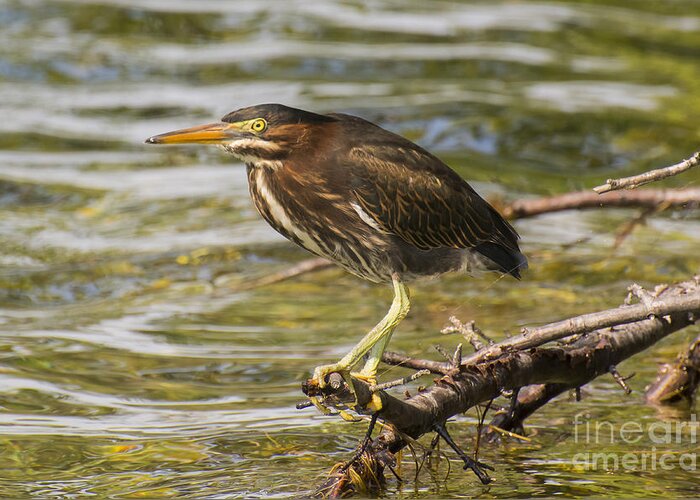 Green Heron Greeting Card featuring the photograph Little Dinosaur by Dan Hefle