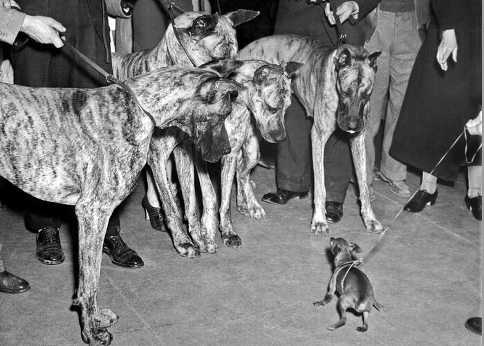 little-dog-meets-big-dogs-underwood-archives.jpg