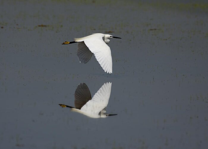 Egret Greeting Card featuring the photograph Little Egret in flight by Tony Mills