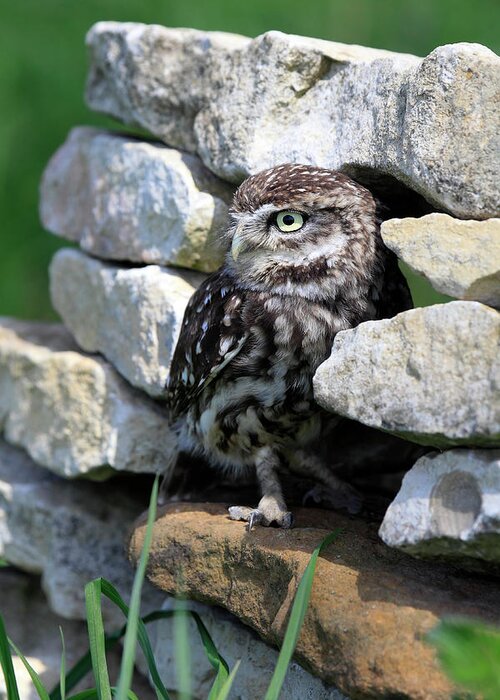Grass Greeting Card featuring the photograph Little Owl by Mlorenzphotography