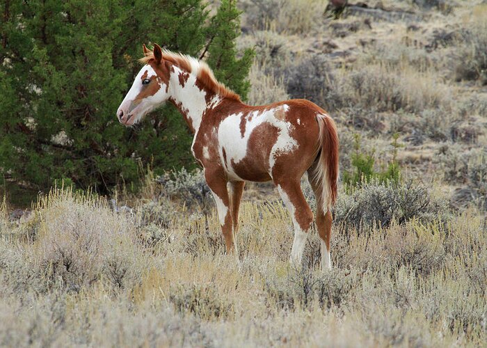 Wild Horses Greeting Card featuring the photograph Little Paint by Steve McKinzie