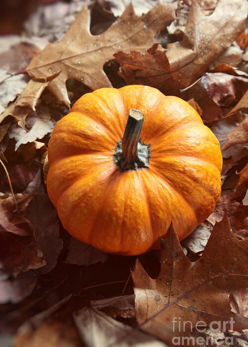 Background Greeting Card featuring the photograph Little pumpkin in a bunch of leaves by Sandra Cunningham