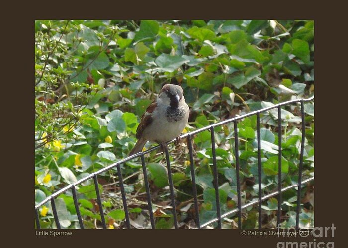 Bird Greeting Card featuring the photograph Little Sparrow by Patricia Overmoyer