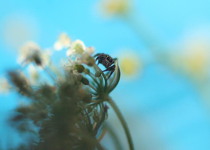 Nature Greeting Card featuring the photograph Little Spider by Rachelle Johnston
