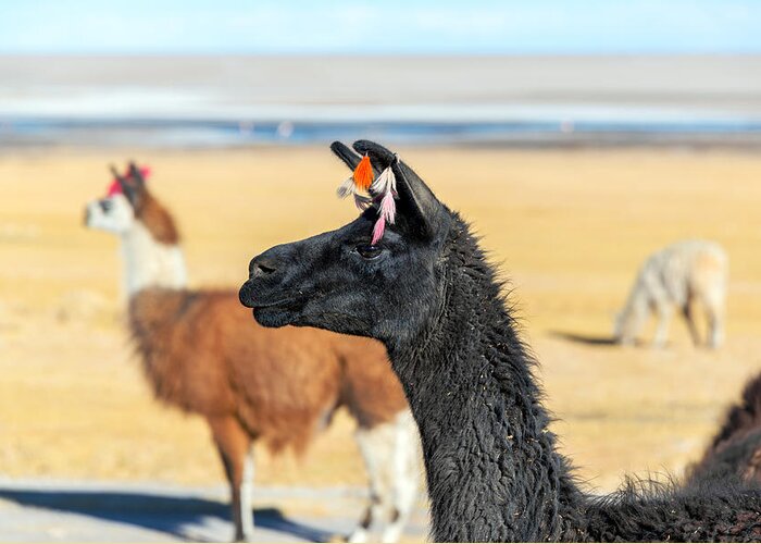 Llama Greeting Card featuring the photograph Llama Closeup by Jess Kraft
