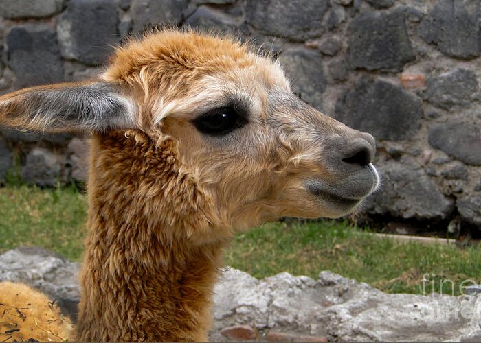 Name Greeting Card featuring the photograph Llama Profile In Guano Ecuador by Al Bourassa