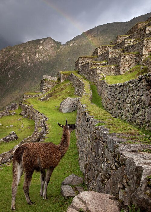 Agriculture Greeting Card featuring the photograph Llama Stands On Agricultural Terraces by Jaynes Gallery