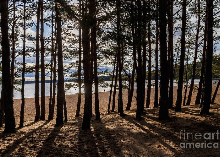 Sand Greeting Card featuring the photograph Loch Morlich Through The Trees by Diane Macdonald