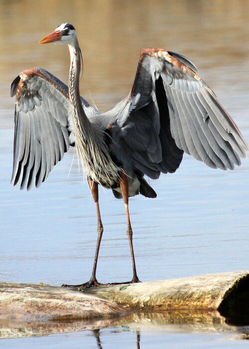 Great Blue Heron Greeting Card featuring the photograph Log Hog by Shane Bechler