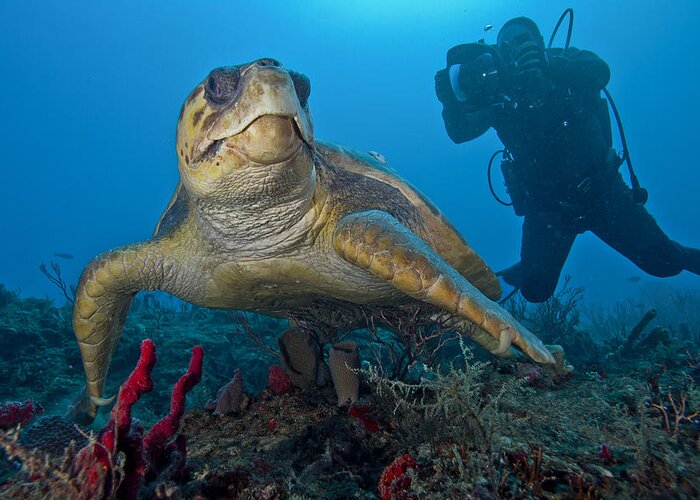 Angle Greeting Card featuring the photograph Loggerhead Posing by Sandra Edwards