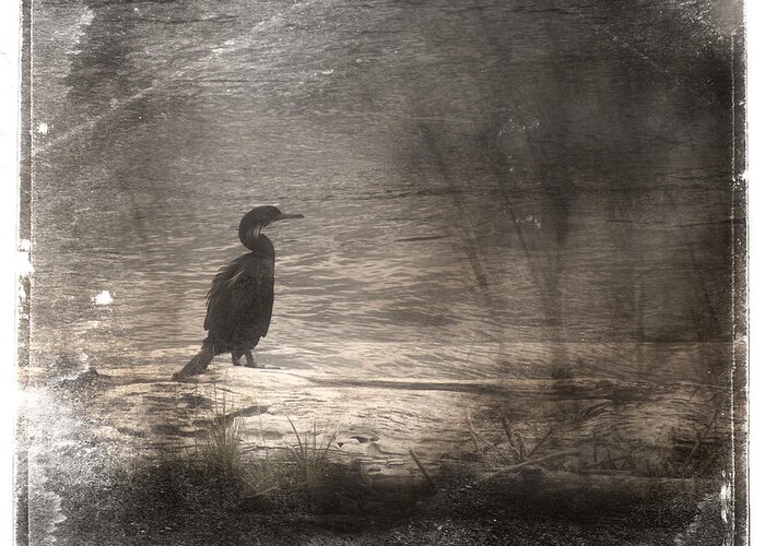 Cormorant Greeting Card featuring the photograph Lone Cormorant by Carol Leigh