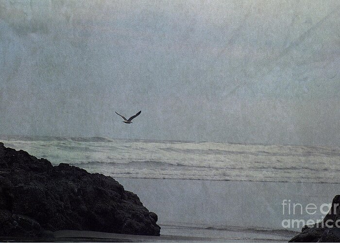 Lone Gull Greeting Card featuring the photograph Lone Gull by Sharon Elliott