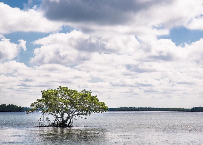 Chokoloskee Bay Greeting Card featuring the photograph Lone Mangrove by Adam Pender