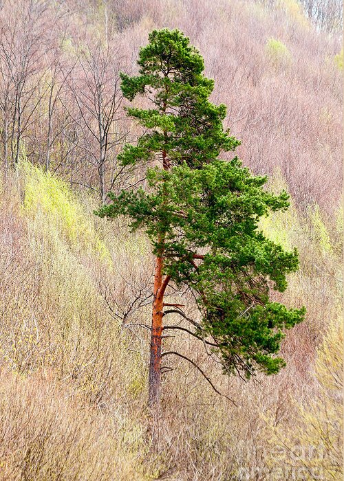 Pine Greeting Card featuring the photograph Lone Pine by Les Palenik