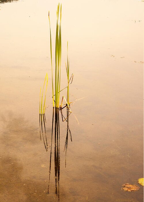 Pond Greeting Card featuring the photograph Lone Reeds in Pond by Vance Bell