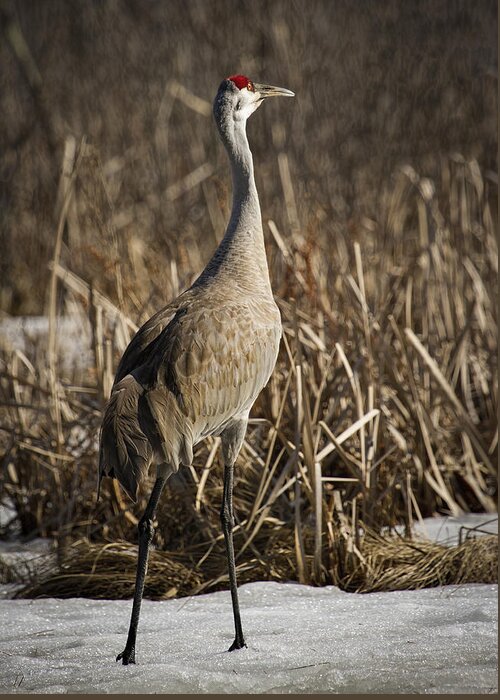 Sandhill Crane Greeting Card featuring the photograph Lone Sandhill Crane 1 by Thomas Young