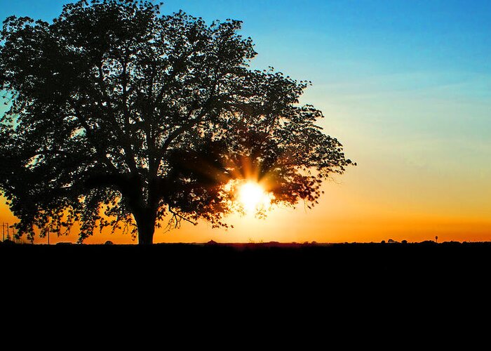 Lone Tree Greeting Card featuring the photograph Lone Tree at Sunset by Abram House