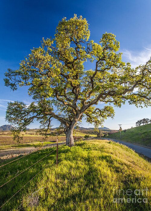 Landscape Greeting Card featuring the photograph Lone tree by Charles Garcia