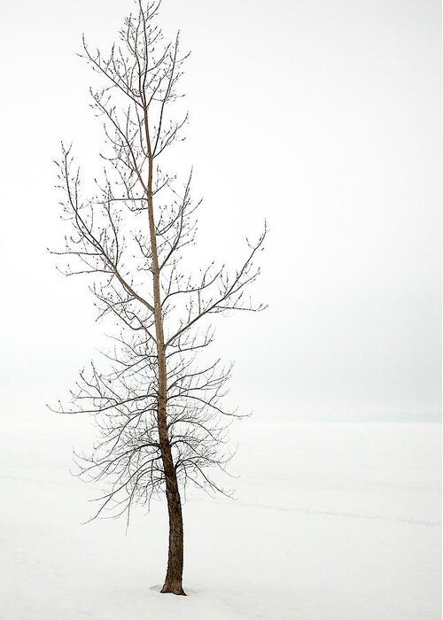 Frost Greeting Card featuring the photograph Lone tree on the Ottawa River Shoreline by Rob Huntley