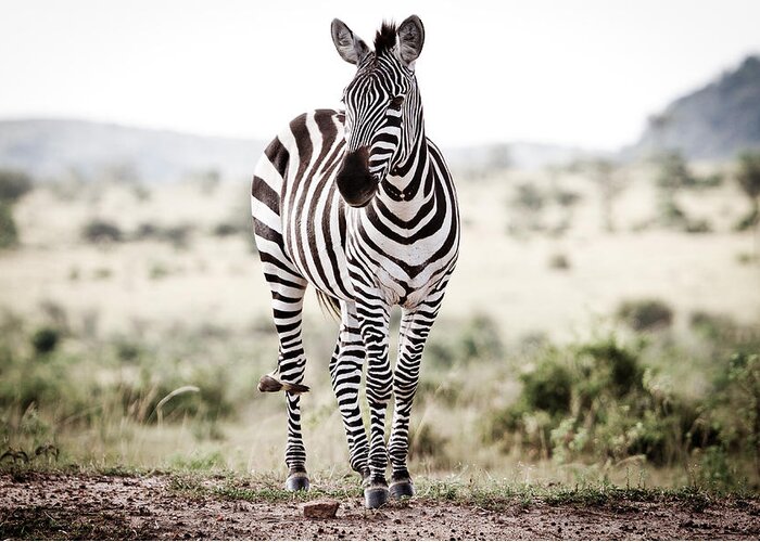Africa Greeting Card featuring the photograph Lone Zebra by Mike Gaudaur
