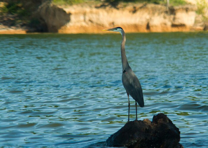 Lonely Greeting Card featuring the photograph Lonely Great Blue Heron by Douglas Barnett