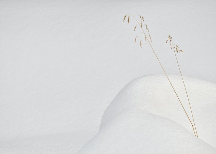 Simple Greeting Card featuring the photograph Lonely In The Snow by Miquel Angel Art?s