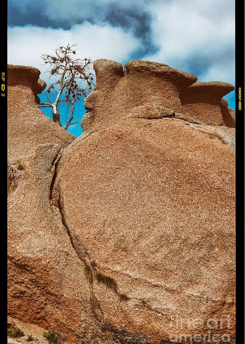 Enchanted Greeting Card featuring the photograph Lonely tree and Pink Granite Rock - Enchanted Rock State Natural Area - Texas Hill Country by Silvio Ligutti
