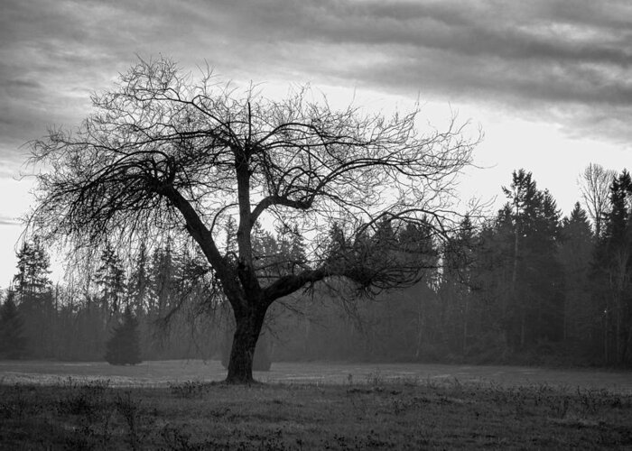 Black And White Greeting Card featuring the photograph Lonely Tree by Ron Roberts