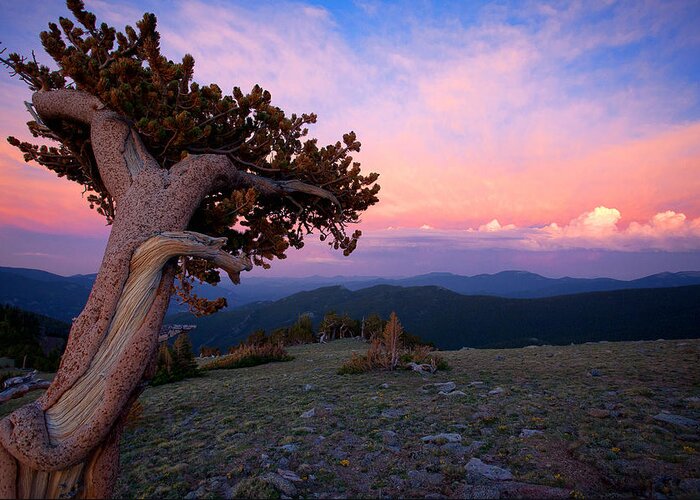 Sunsets Greeting Card featuring the photograph Lonesome Pine by Jim Garrison