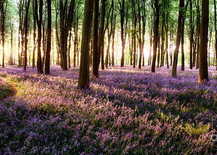 Flower Greeting Card featuring the photograph Long shadows in bluebell woods by Simon Bratt