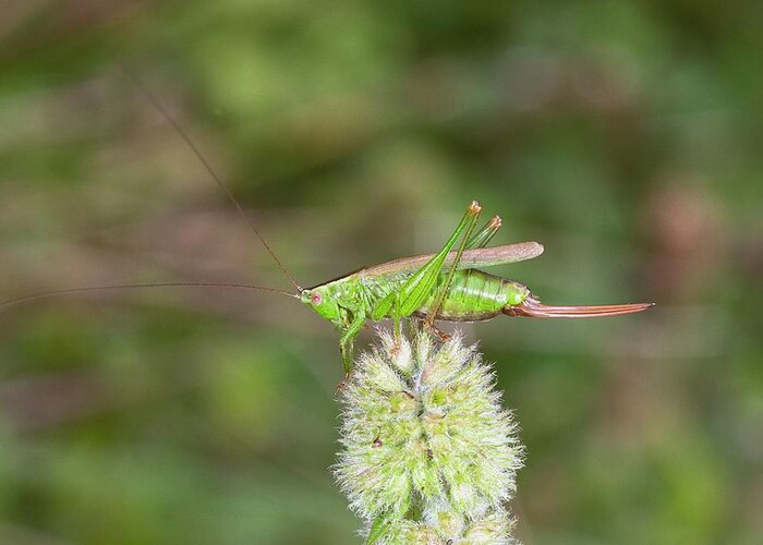 Nobody Greeting Card featuring the photograph Long-winged Conehead Bush-cricket by Bob Gibbons