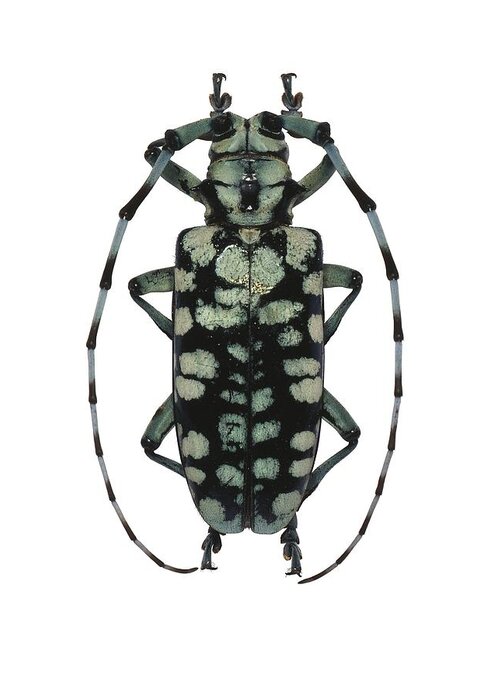 Anatomy Greeting Card featuring the photograph Longhorn beetle by Science Photo Library