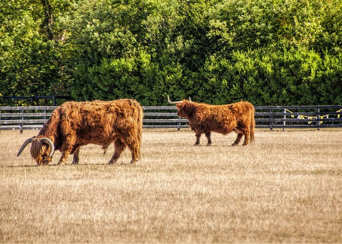 Cattle Greeting Card featuring the photograph Longhorns by Cathy Kovarik