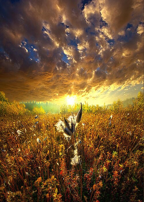 Milkweed Greeting Card featuring the photograph Longing to Return by Phil Koch