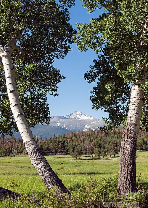 Colorado Greeting Card featuring the photograph Longs Peak in Upper Beaver Meadows in Rocky Mountain National Park by Fred Stearns